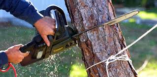 Best Arborist Consultation Services  in Lake Erie Beach, NY