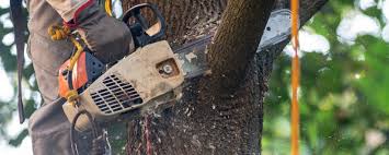 Best Storm Damage Tree Cleanup  in Lake Erie Beach, NY